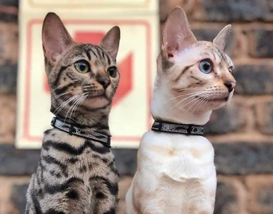 Nightcat Reflective Cat Collar