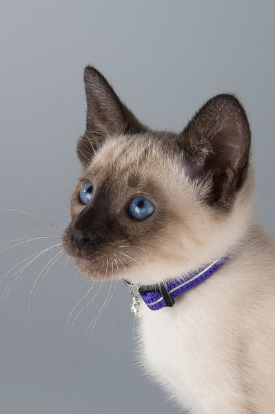 Rogz Alleycat Breakaway Reflective Cat Collar