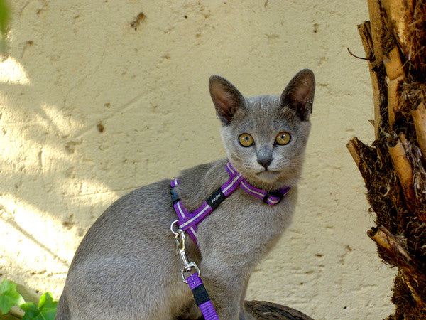 Rogz AlleyCat Kitten Harness And Leash Set X-Small