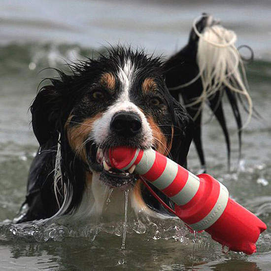 Lighthouse Floating Dog Toy