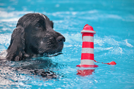 Lighthouse Floating Dog Toy